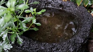 Rain, Raindrops, Meditation. Free Stock Video