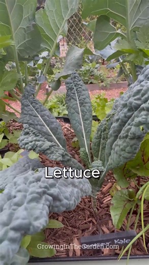 11K views · 149 reactions | I didn’t think an elevated bed would be...