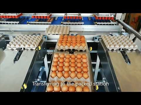 Fully Automated Egg grading & packing machine