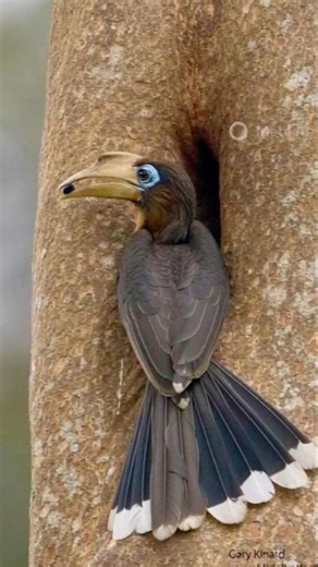 Why Mother Hornbill Lock Itself In the Tree?😱 #wildlife #animals