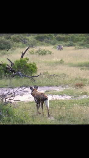 Hyena in Its Natural Grassland Habitat