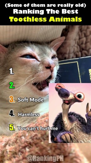 Ranking The Best Toothless Animals Ever 😭 #shorts #animals #funny