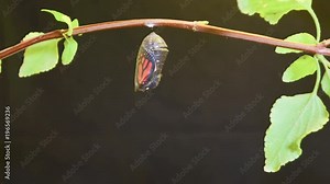 A monarch butterfly undergoes metamorphosis in this time lapse shot.