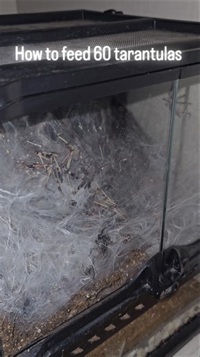 How to feed 60 tarantulas #spider #tarantula