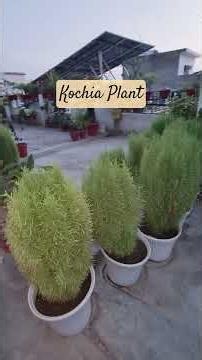 Kochia Plant Care Tips 🌿 Terrace Garden Ko Banao Lush Green! #Shorts