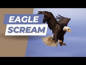 Majestic Eagle Scream Sound Effect | Powerful Bird of Prey Call