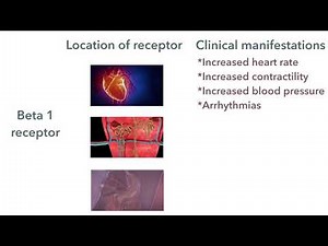 Isoprenaline (isoproterenol): beta specific agonists