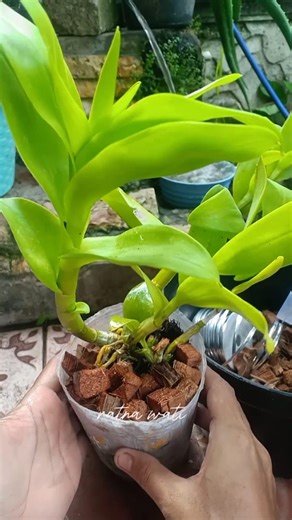 21K views · 280 reactions | adding orchid growing media #plantingorchid | Ratna Wati | Facebook