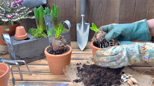 10 low-maintenance flower bulbs that grow well in pots