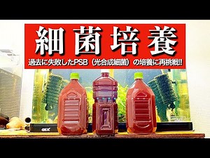 細菌培養 PSB(光合成細菌)の培養に再チャレンジ！！はたして上手く培養出来るのか!?😁