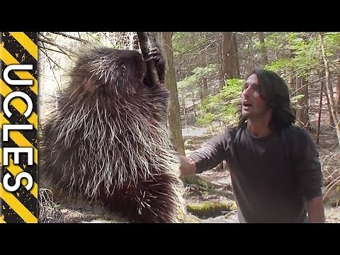 How to CATCH Nature's BIGGEST PRICK - The PORCUPINE