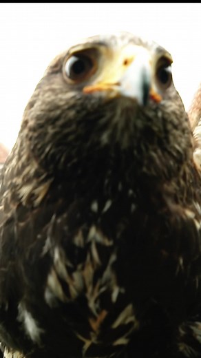 Sounds We’re Missing at Wimbledon: A Tennis Experience