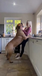 Powerful Dog, The Boerboel 😍🐾😳🐕 #Boerboel #AmazingDog #powerfulDog #OffLeashK9Training #fypシ゚ #fypシ゚viralシ2024fyp | Lehigh Valley Dog Trainers: Off Leash K9 Training