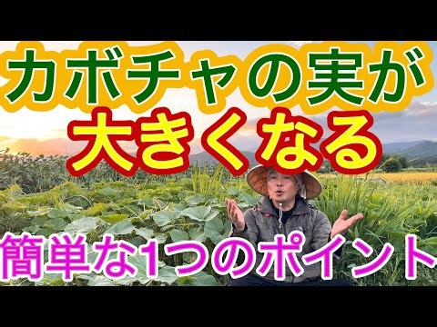 The Easy Secret to Growing Bigger Pumpkins