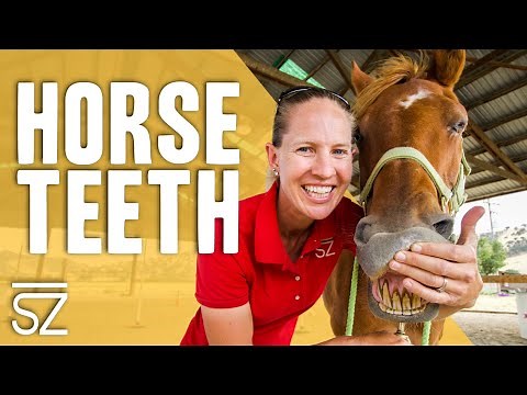 How to Tell the Age of a Horse by Their Teeth