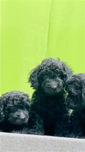 ✨ extraordinary ￼ Black toy poodle female puppy available✨ #trending #poodle