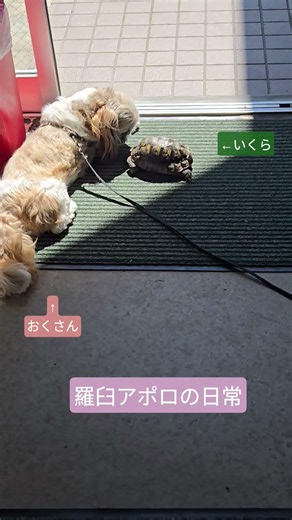 羅臼アポロ石油です！アポロ店内には、癒し系の気ままなスタッフがたくさんいますよ～会いにきてね(笑) #羅臼 #アポロ #日本最北東端 #スタンド
