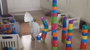 The demise of the stacked cup towers. | Animal Cognition