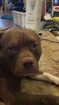 Noble gets a new scarf from the Dollar Tree #americanbully