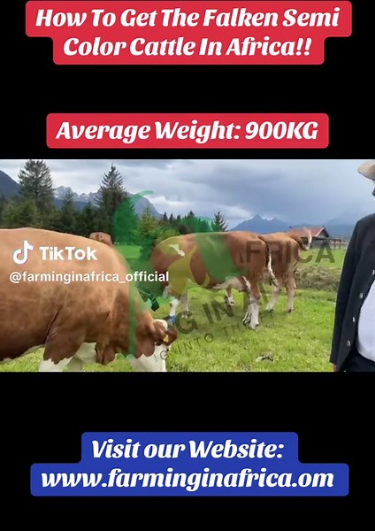 Cattle Farming in Africa: Selecting the Right Breed