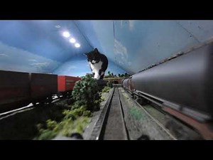 Enormous Cat or Tiny Train? Feline Takes Stroll on Owner's Train Set