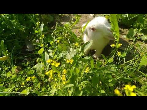 Cute little baby bunny rabbit enjoying grass in garden
