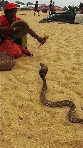 1000 Year Old Snake Charming Technique #cobra #culture #ancient