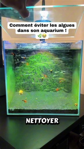 Entretien aquarium : routine rapide pour vitres propres et moins d'algues