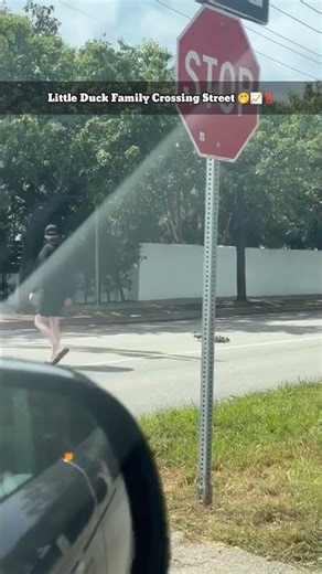 "Bruh Stopped Traffic to Help Duck Family Cross Safely 🦆❤️🤭"| THE TRILLIONAIRE CREATOR