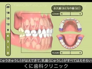 医療法人社団 くに歯科クリニック 歯のしくみと生えかわりについて
