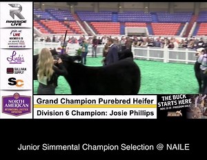 Junior Simmental Champion Selection @ NAILE | Matt Lautner Cattle