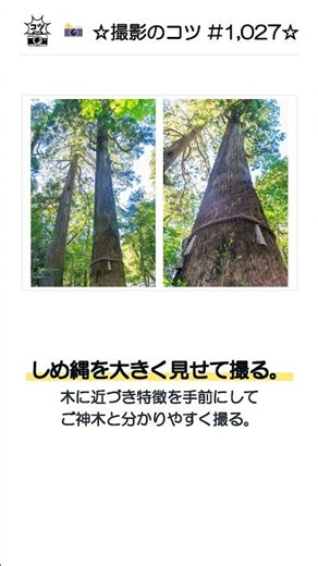 📸 ☆撮影のコツ #1,027☆ ご神木に近づき、しめ縄を手前に大きく見せて撮影
