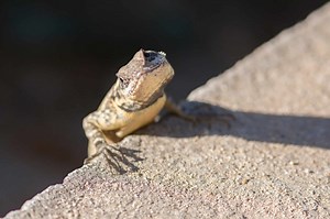 Why do lizards do pushups? This bizarre behavior explained
