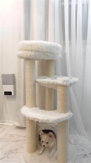 Barley loves his castle 🏰🐾🥹 #chihuahua