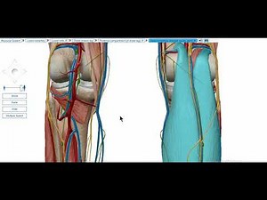 popliteal artery 3D anatomy