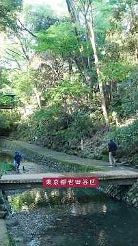 早朝の等々力渓谷 (03) 🌿癒しの自然🏔️東京23区唯一の自然渓谷が3年ぶり完全再開！💧立入禁止から通行再開へ