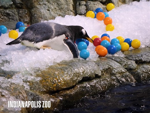 🐧 It's Penguin Awareness Day 🐧 Today, we're celebrating two incredible penguin species you can visit at the Indianapolis Zoo: gentoo and rockhopper penguins. Gentoo penguins are known for their speed in the water, while rockhoppers have their signature yellow eyebrow feathers. Penguins face growing challenges in the wild, from climate change to habitat loss, making conservation efforts more important than ever. Every visit to the Indianapolis Zoo and other AZA-accredited zoos help support uniq