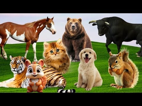 All Animal Sounds Compilation | 30 Minutes Learning for Children @animal30