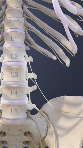 145K views · 1.4K reactions | Learn the basics of the L1–L5 lumbar spinal nerves - where they’re located and how they help your brain communicate with the lower body. | Spine-health | Facebook
