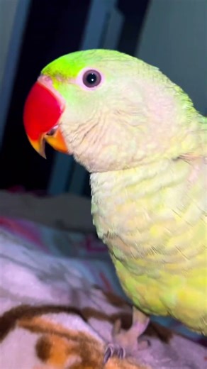mittu kaha betha hai tu || Mithu Mithu wala comedy shorts #petbird #talkingparot #talkingmittu