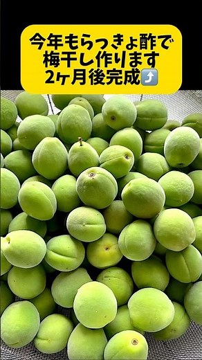 今年も梅干し作ります。らっきょ酢で簡単早い梅干し作り‼️2ヶ月後完成✨毎年家族友達に好評です😅塩は使わず、らっきょ酢と市販の赤しそのみ。ロングバージョンも公開中#梅干し作り#青梅 #簡単梅干し