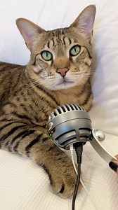 21K views · 1.9K reactions | Purring cat ASMR  | dexterboycat | Facebook