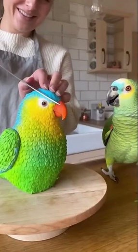 British Lady Cuts Fake Parrot Cake — Real Parrot Thinks He’s Next #funnyparrot #britishcomedy