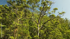 Unique view descending down a large native Australian Eucalyptus tree and surrounding outback bush.