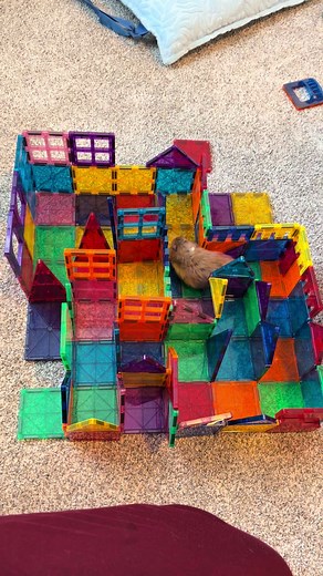 Amazing Christmas Maze for Hamster Fun!