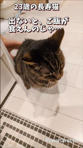 【御年109歳】便秘の老猫にサンバのリズムで腰トントンした結果… #shorts #猫 #猫のいる暮らし