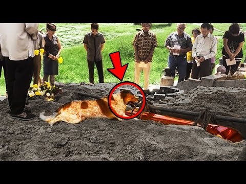 The Dog Kept Barking At Its Owner's Coffin. Opening It, People Screamed In Horror!