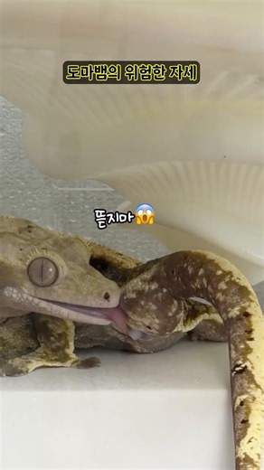 😱The Lizard's Dangerous Posture😱