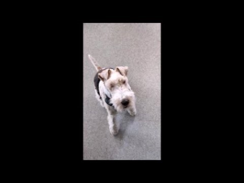 [Archives] Loki apprend "attends" | Jeu éducatif