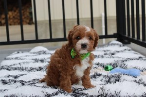 Jansen - Cavapoo Puppy B9FC69